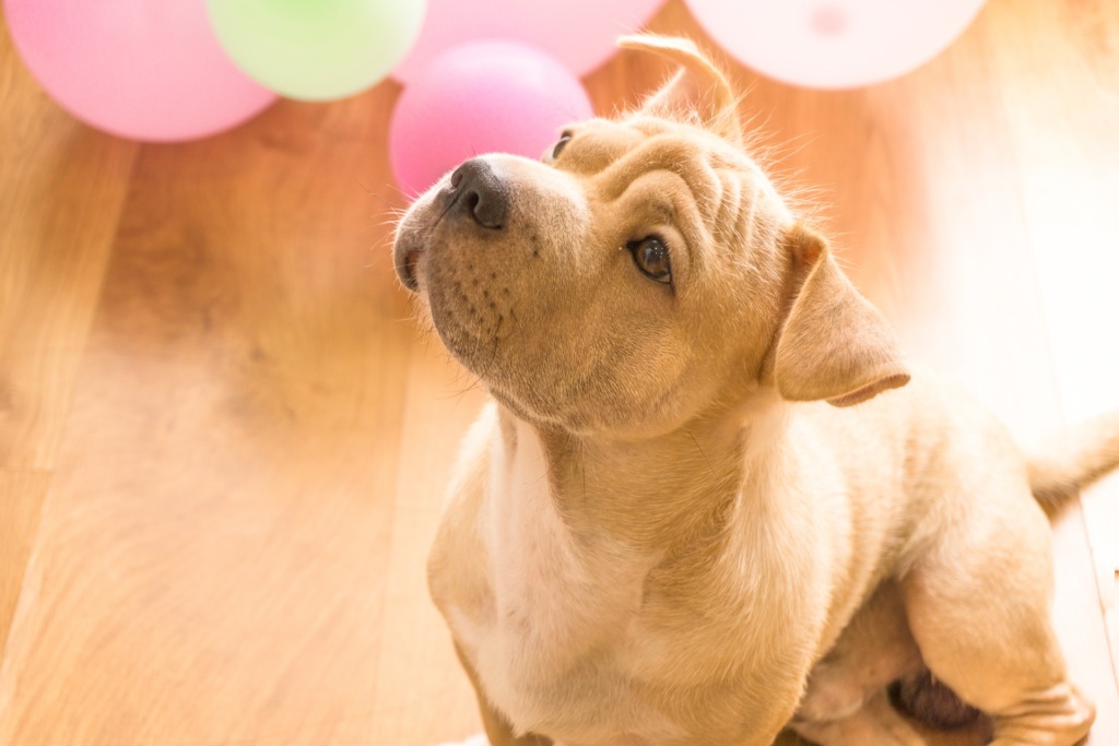 A little pet dog inside an apartment, standing next to balloons.