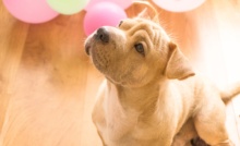A little pet dog inside an apartment, standing next to balloons.