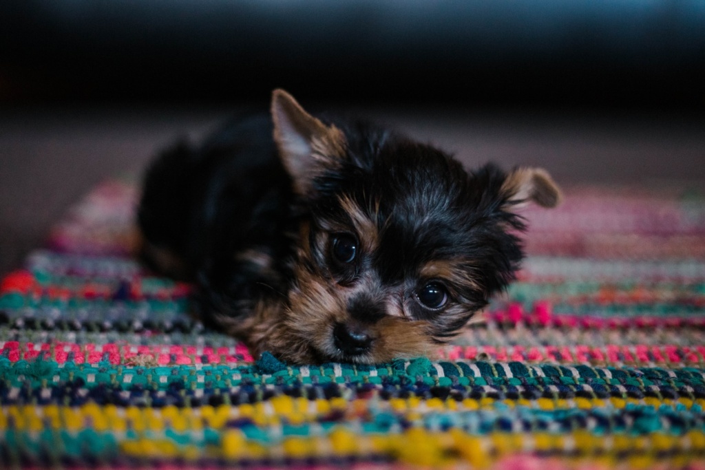 A little pet dog on a carpet